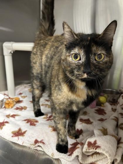 Freya, a Adoptable mixed breed in Missoula, MT image 3/3