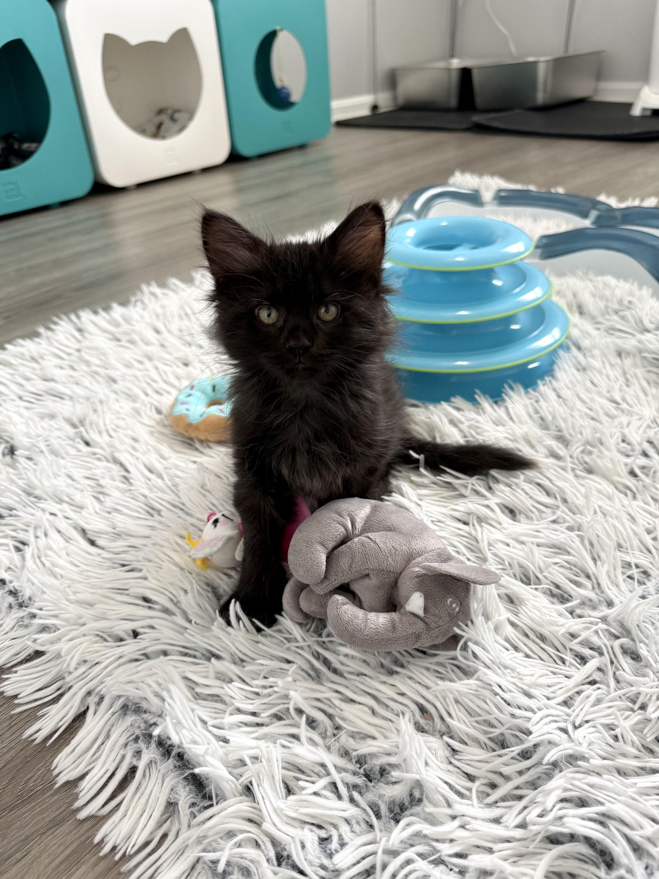 Gordie LaChance & Soliloquy (bonded pair), a ADOPTABLE Domestic Long Hair in Alexandria, VA image 4/6