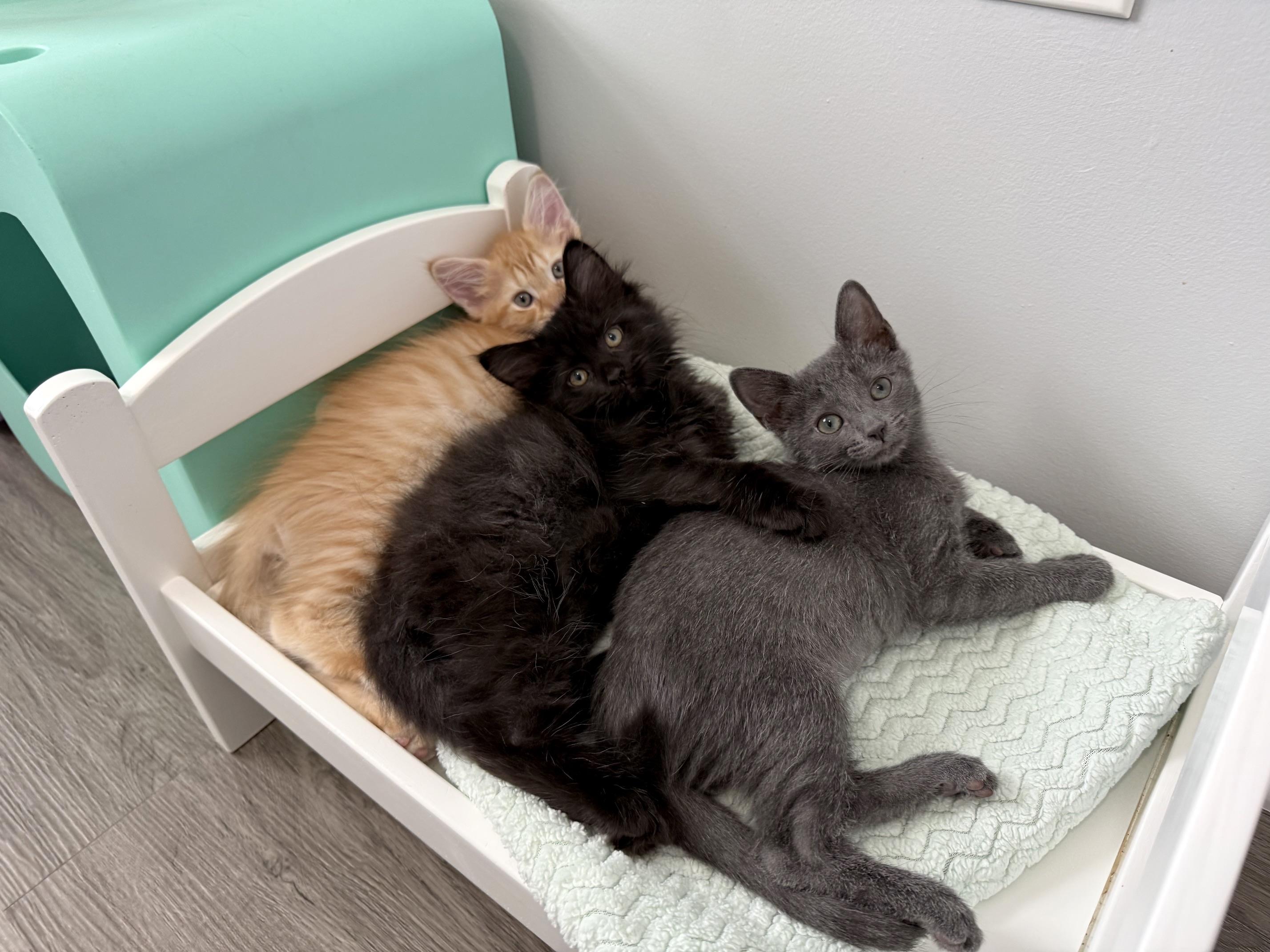 Gordie LaChance & Soliloquy (bonded pair), a ADOPTABLE Domestic Long Hair in Alexandria, VA image 6/6