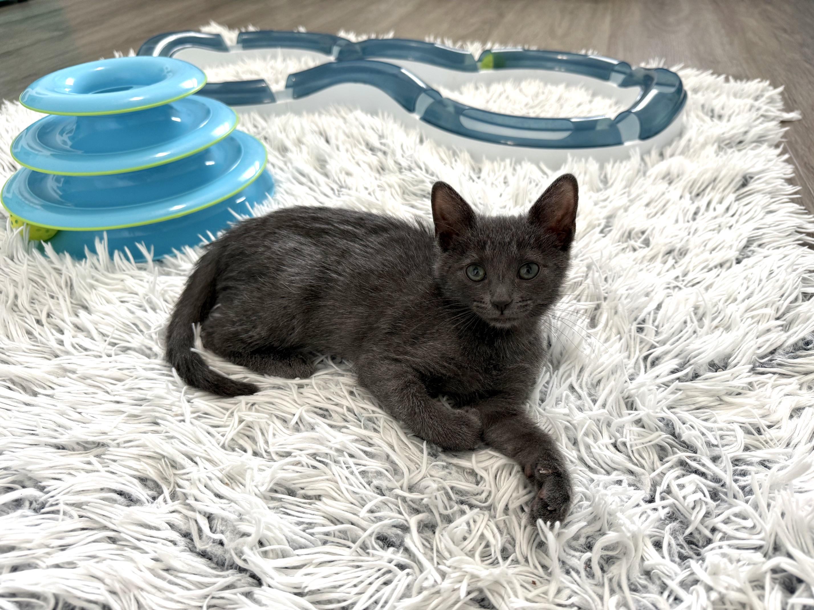 Gordie LaChance & Soliloquy (bonded pair), a ADOPTABLE Domestic Long Hair in Alexandria, VA image 5/6