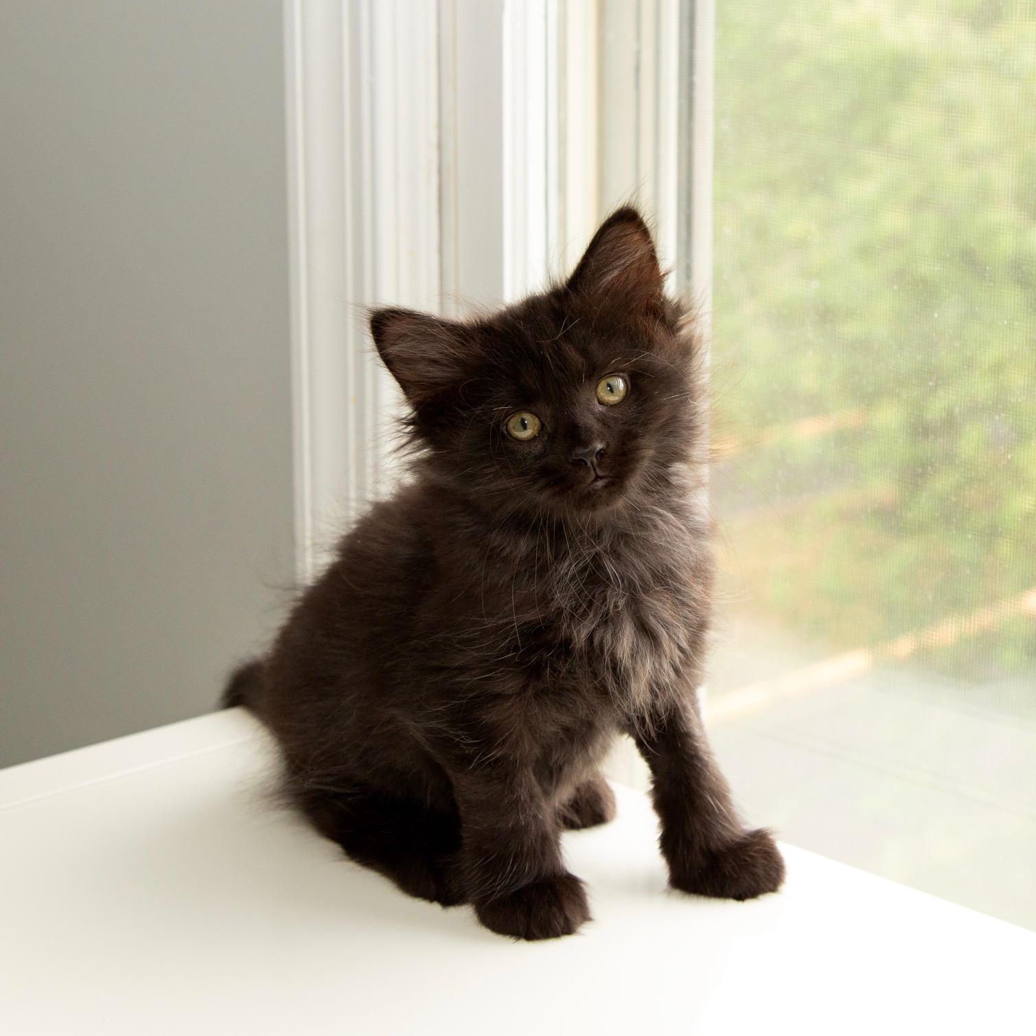 Gordie LaChance & Soliloquy (bonded pair), a ADOPTABLE Domestic Long Hair in Alexandria, VA image 2/6