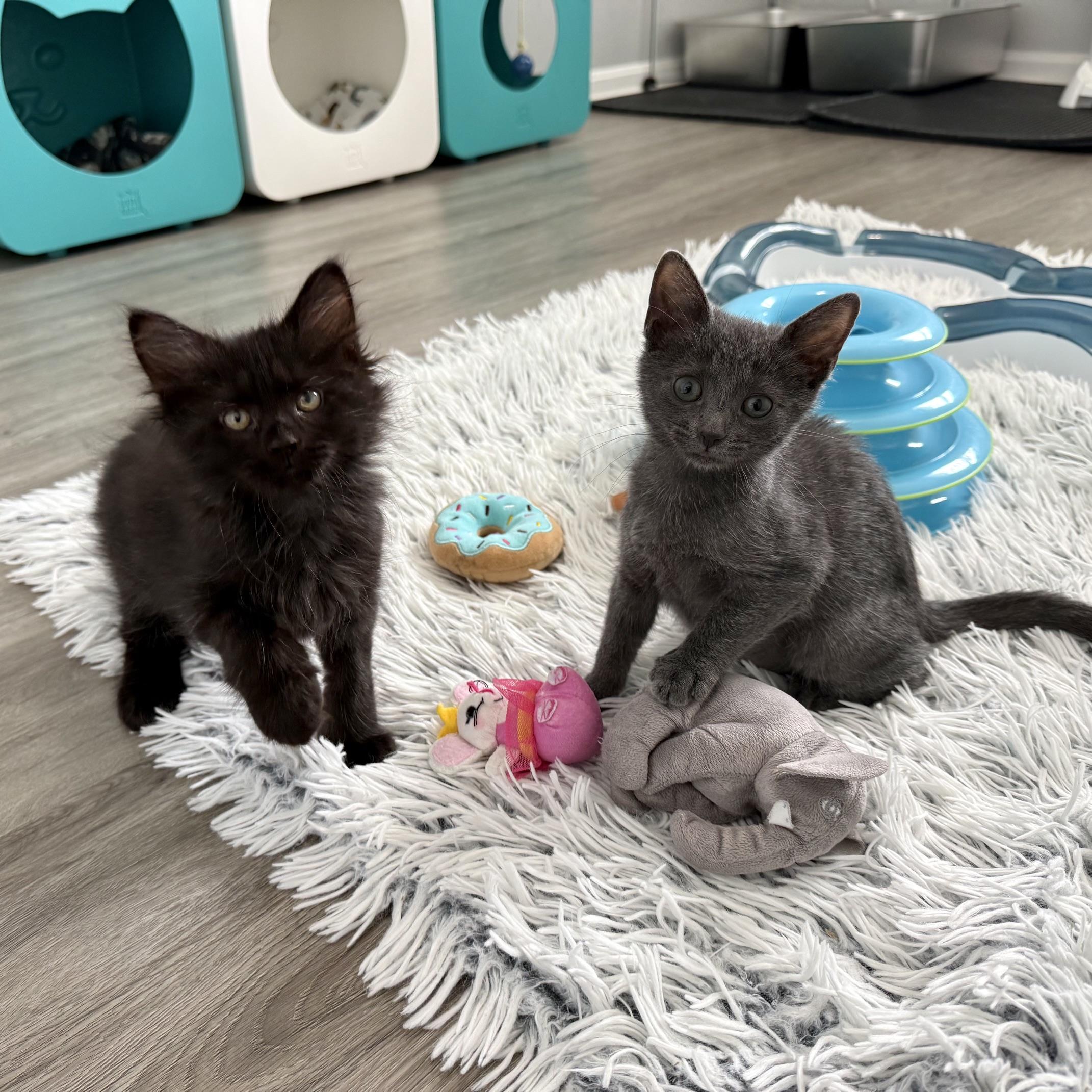 Gordie LaChance & Soliloquy (bonded pair), ADOPTABLE, Kitten Male Domestic Long Hair.