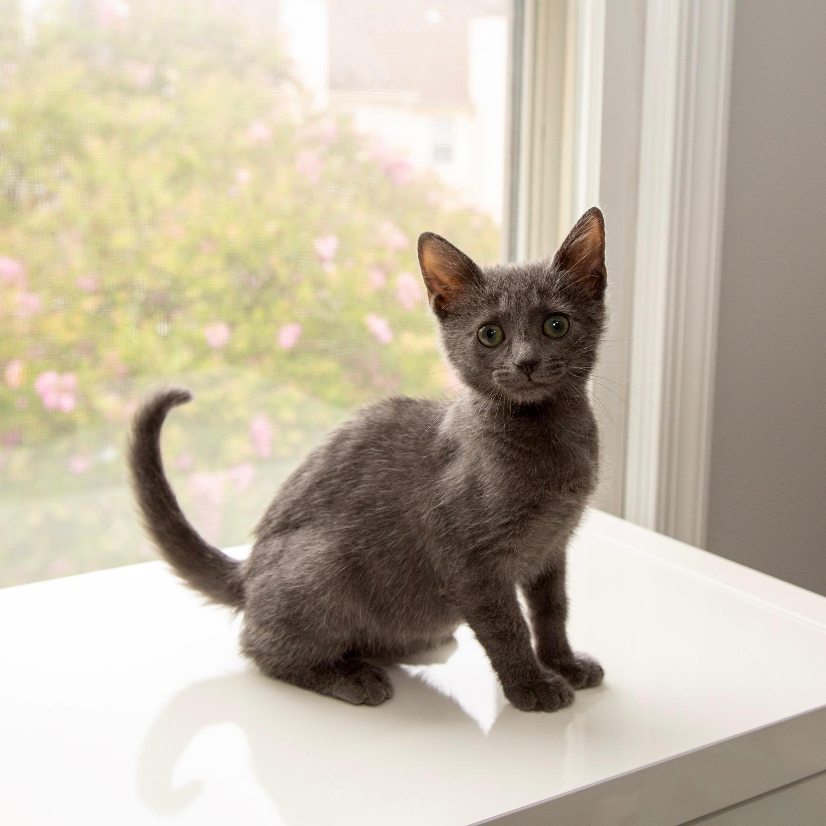 Gordie LaChance & Soliloquy (bonded pair), a ADOPTABLE Domestic Long Hair in Alexandria, VA image 3/6