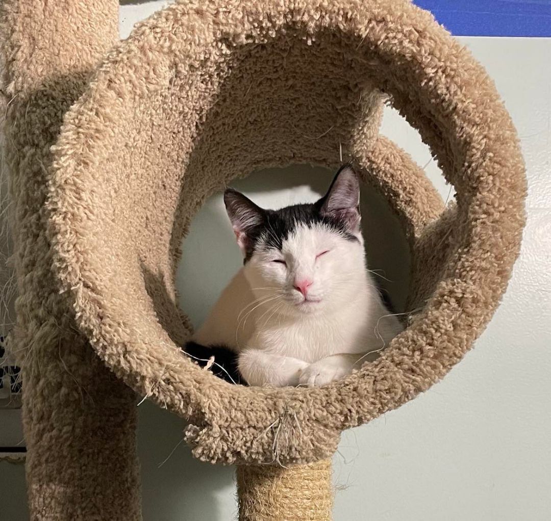 Wentworth & Moonbeam- BONDED PAIR, a Adoptable Domestic Short Hair image 1/8