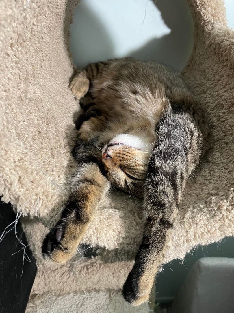 Wentworth & Moonbeam- BONDED PAIR, a Adoptable Domestic Short Hair image 2/8