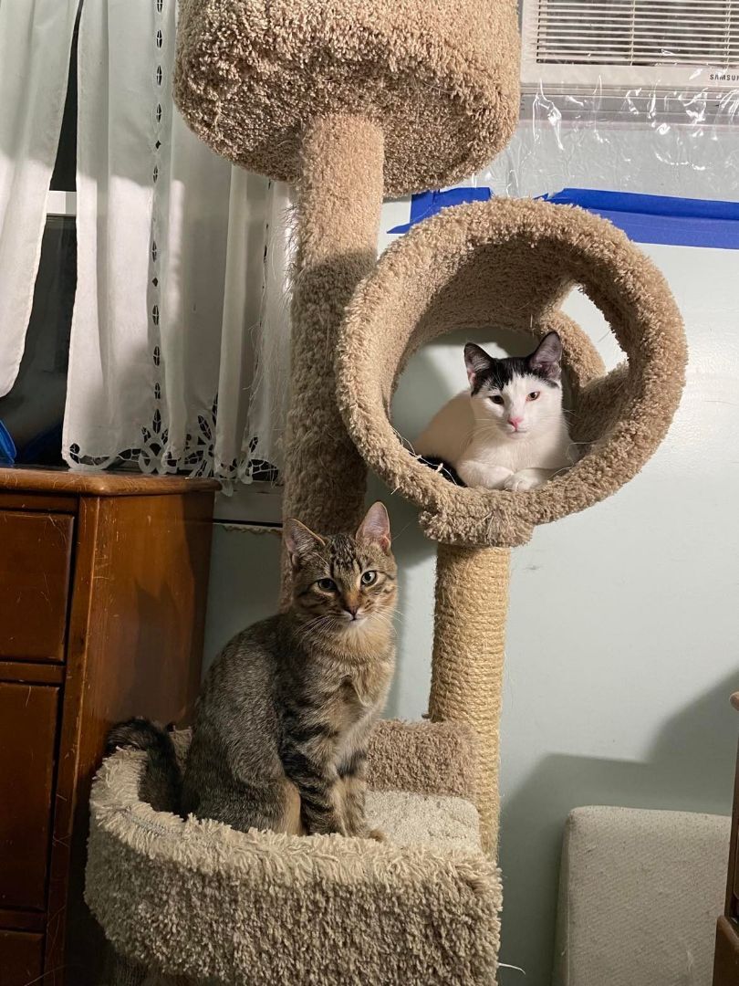 Wentworth & Moonbeam- BONDED PAIR, a Adoptable Domestic Short Hair image 3/8