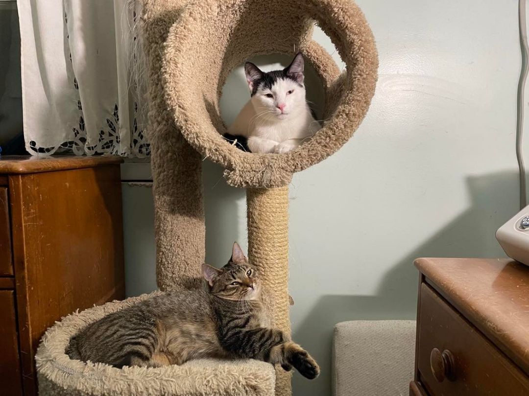 Wentworth & Moonbeam- BONDED PAIR, a Adoptable Domestic Short Hair image 4/8