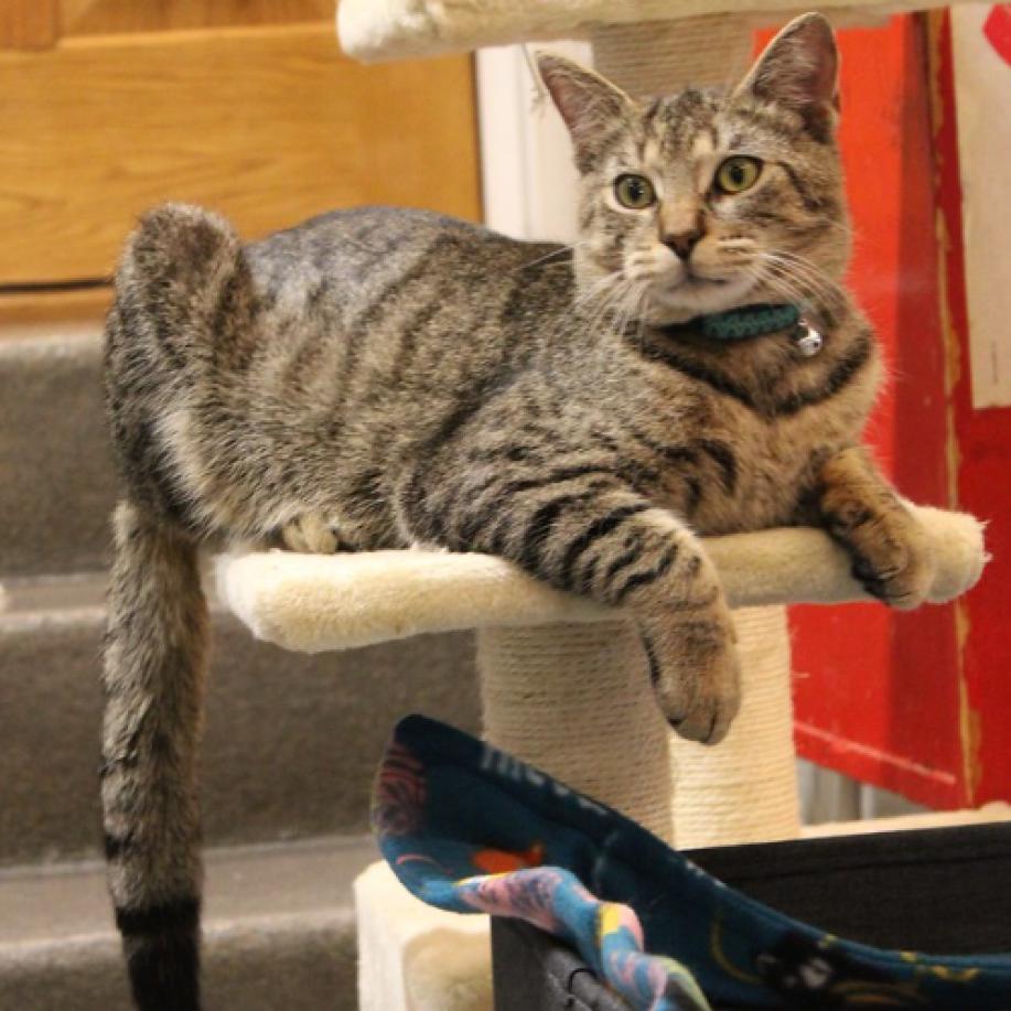 Enlarge Werlor, a Adoptable Domestic Short Hair in Defiance, OH image 1/6