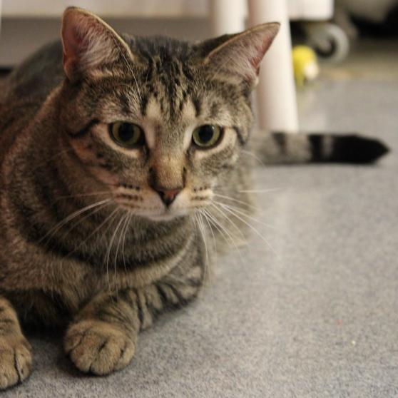 Enlarge Werlor, a Adoptable Domestic Short Hair in Defiance, OH image 2/6