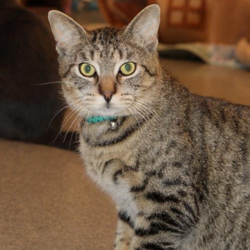 Enlarge Werlor, a Adoptable Domestic Short Hair in Defiance, OH image 3/6