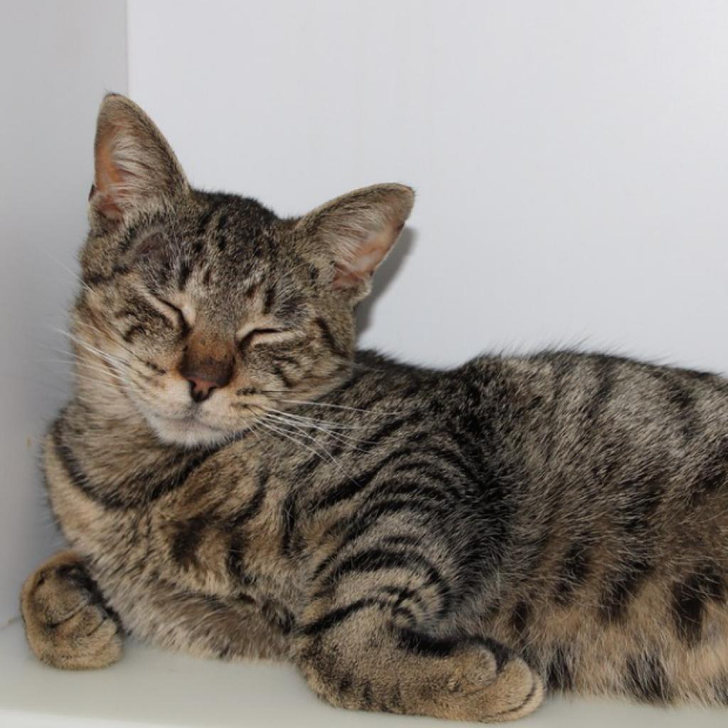 Enlarge Werlor, a Adoptable Domestic Short Hair in Defiance, OH image 4/6
