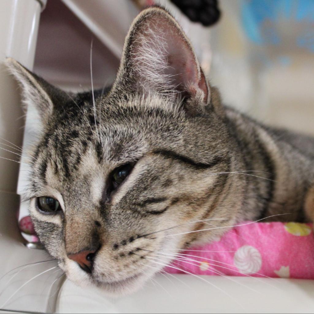 Enlarge Werlor, a Adoptable Domestic Short Hair in Defiance, OH image 6/6