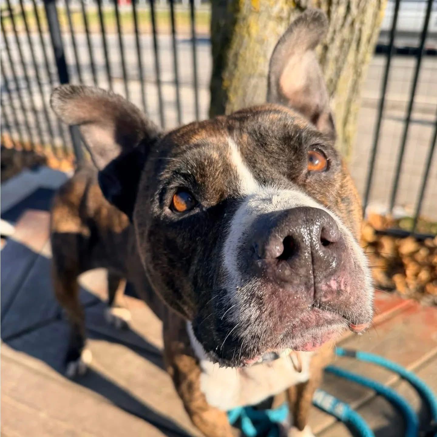 Enlarge Gates, a ADOPTABLE mixed breed in Derby, NY image 5/5