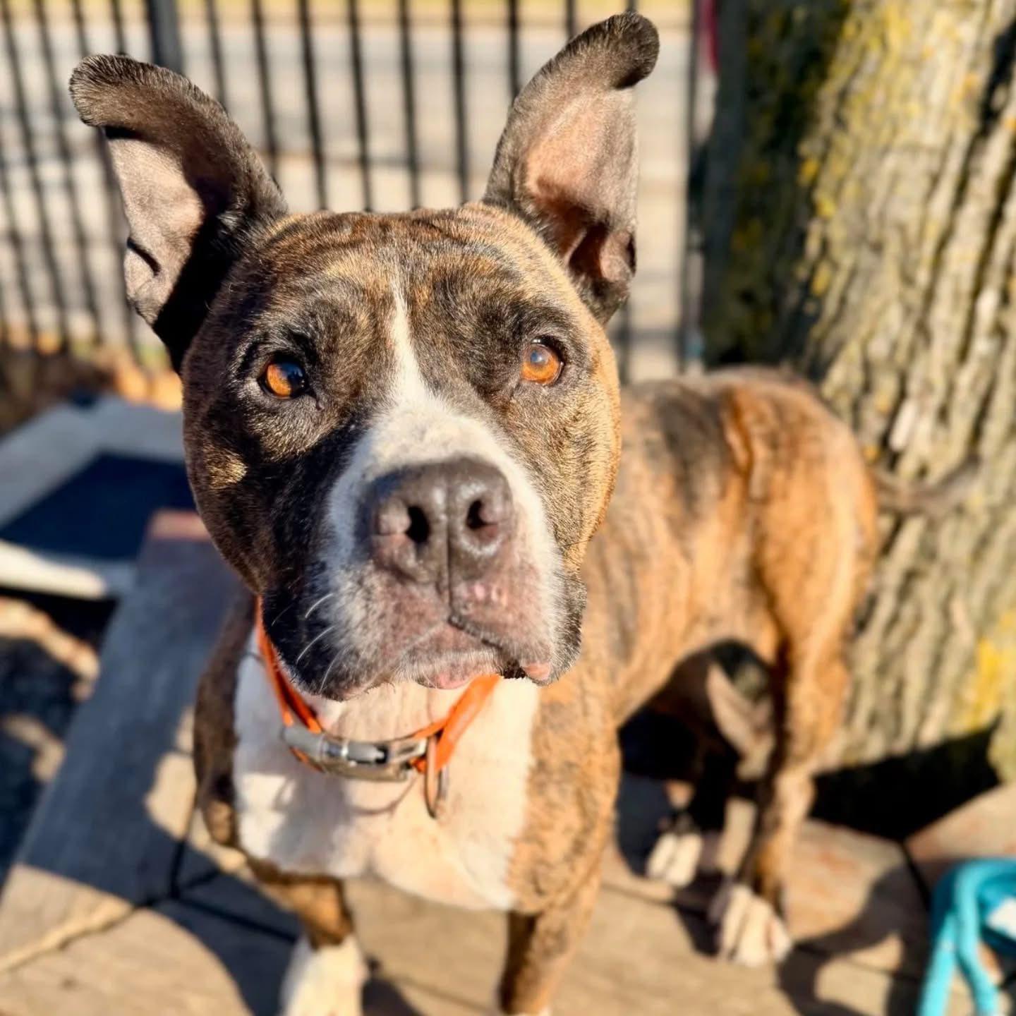 Enlarge Gates, a ADOPTABLE mixed breed in Derby, NY image 1/5