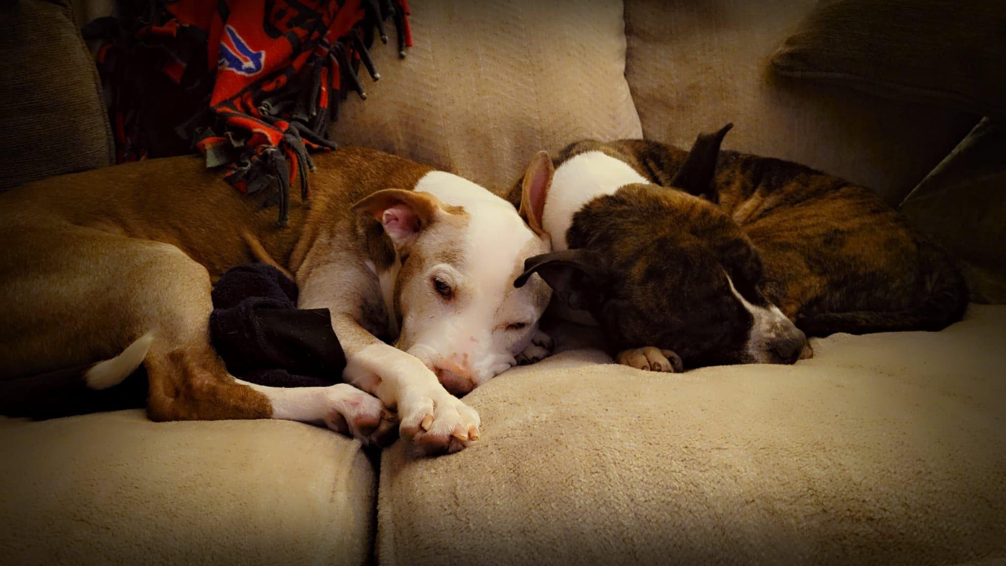 Enlarge Gates, a ADOPTABLE mixed breed in Derby, NY image 4/5