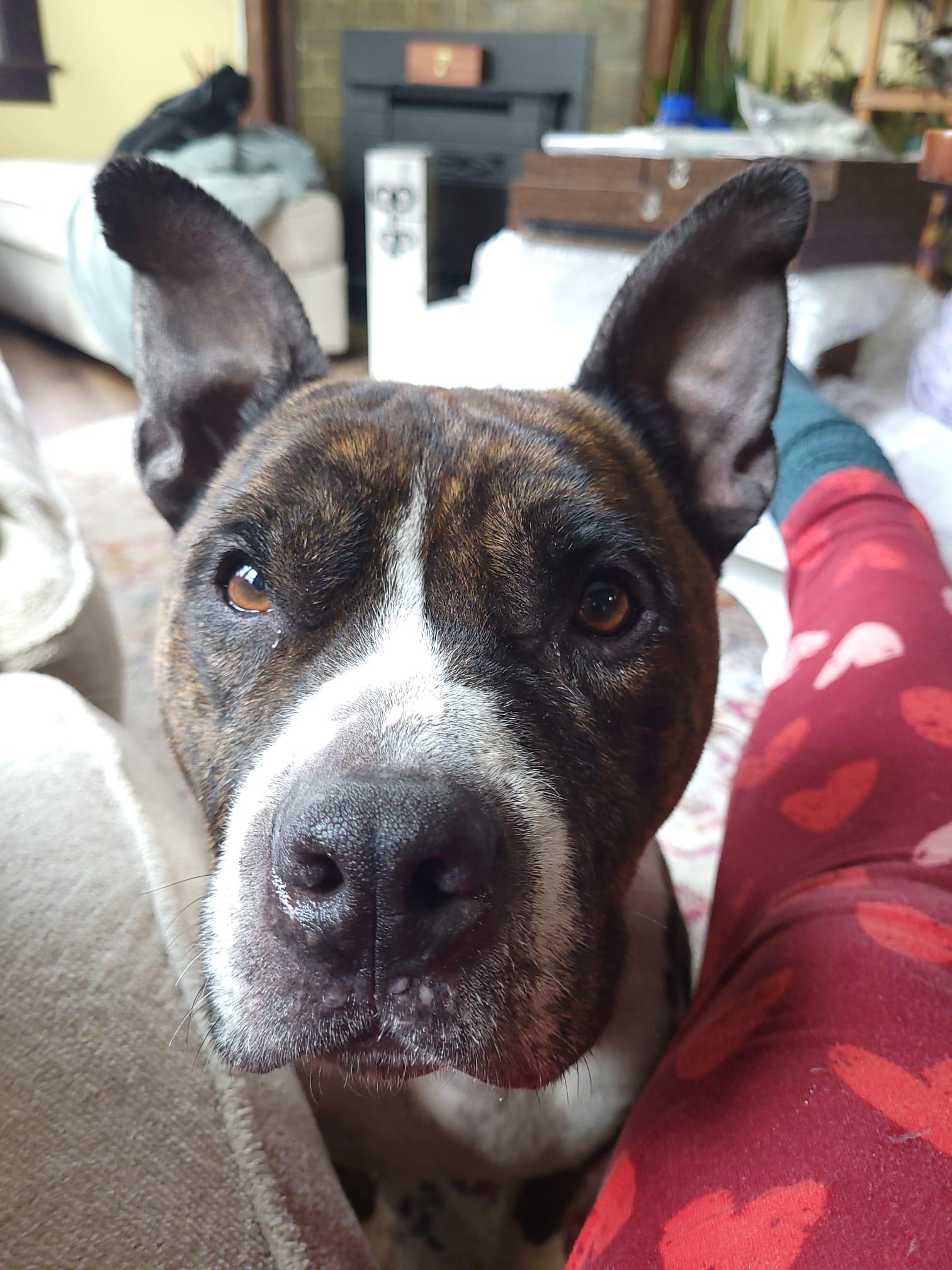 Enlarge Gates, a ADOPTABLE mixed breed in Derby, NY image 2/5