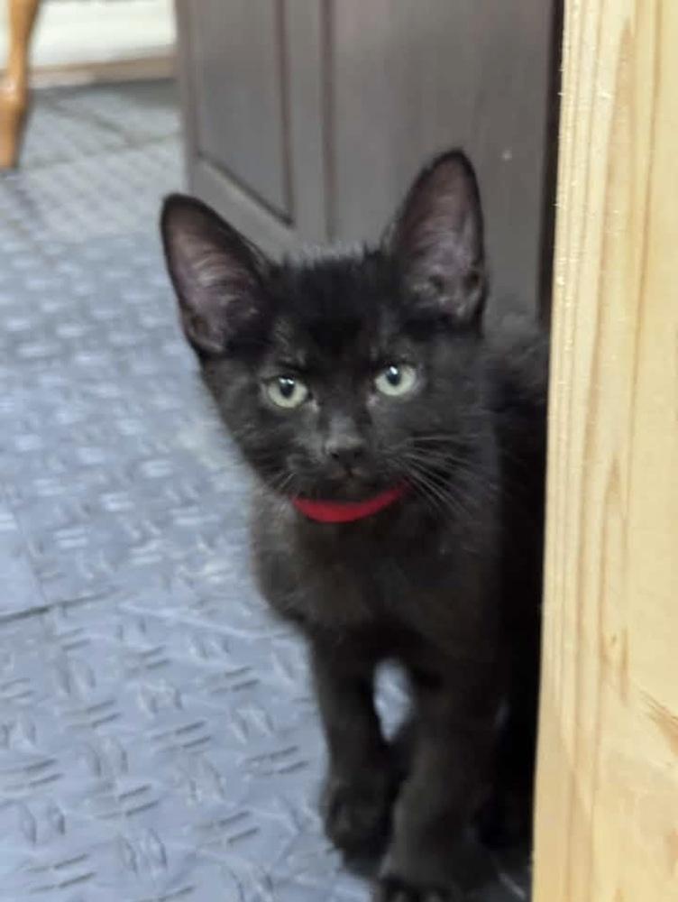 Enlarge Denali, a Adoptable mixed breed in Lincoln, NE image 1/4