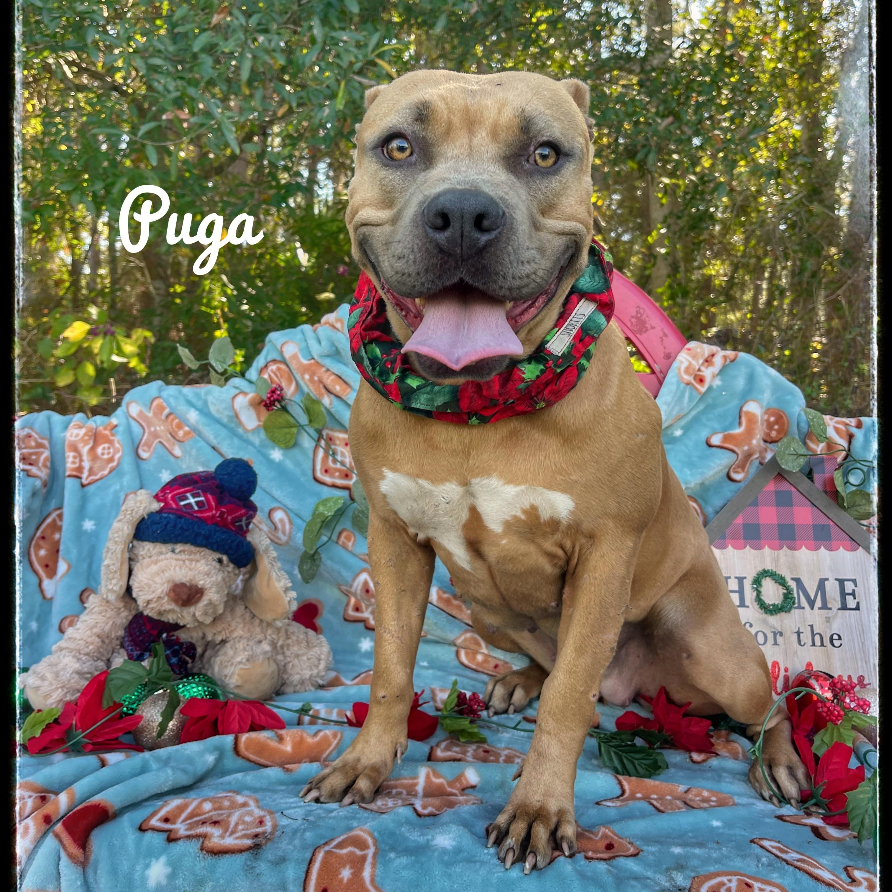 Puga, adoptable, Young Female American Staffordshire Terrier.