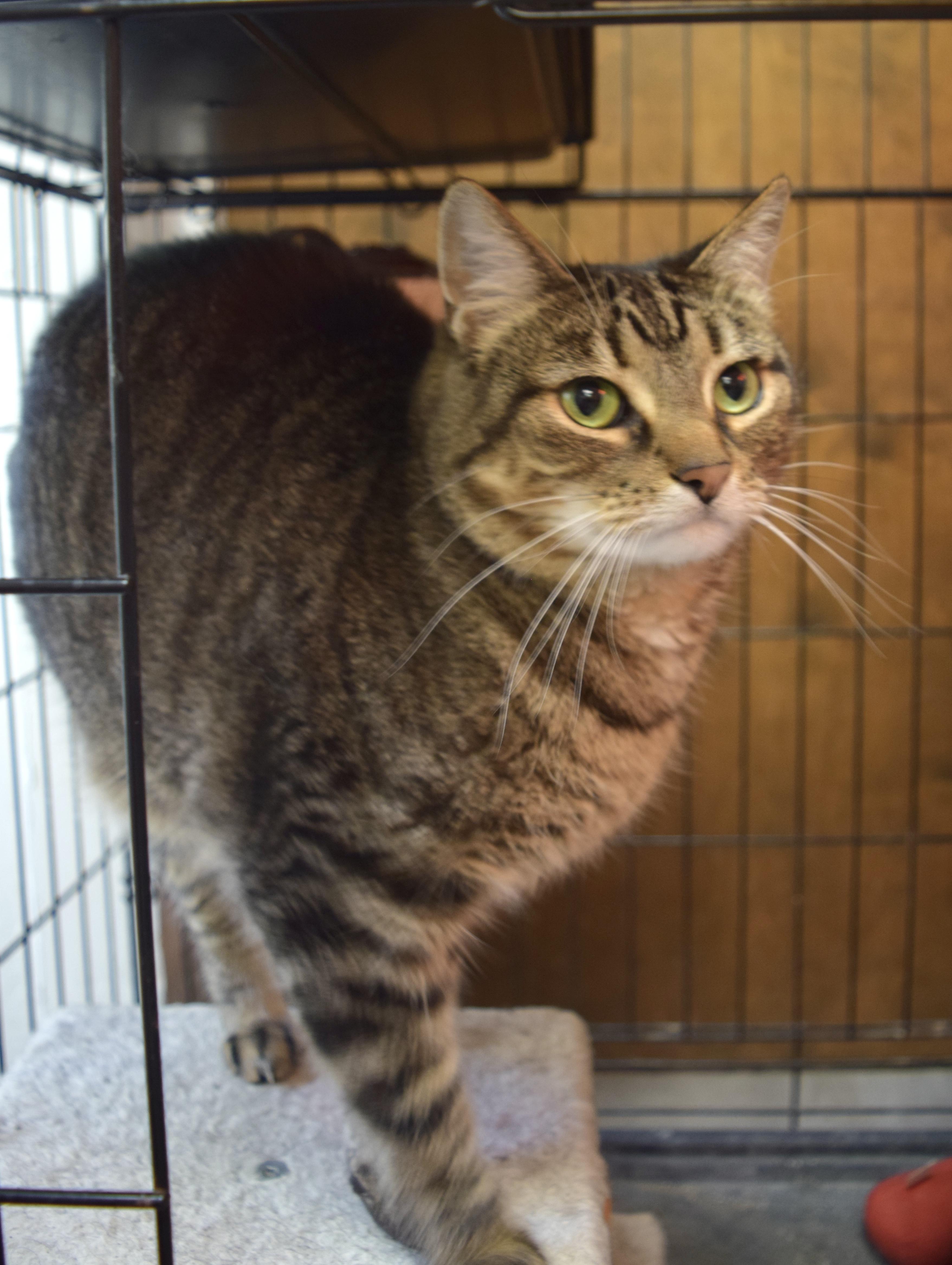 Caddie, a ADOPTABLE Domestic Short Hair in Muncie, IN image 5/5