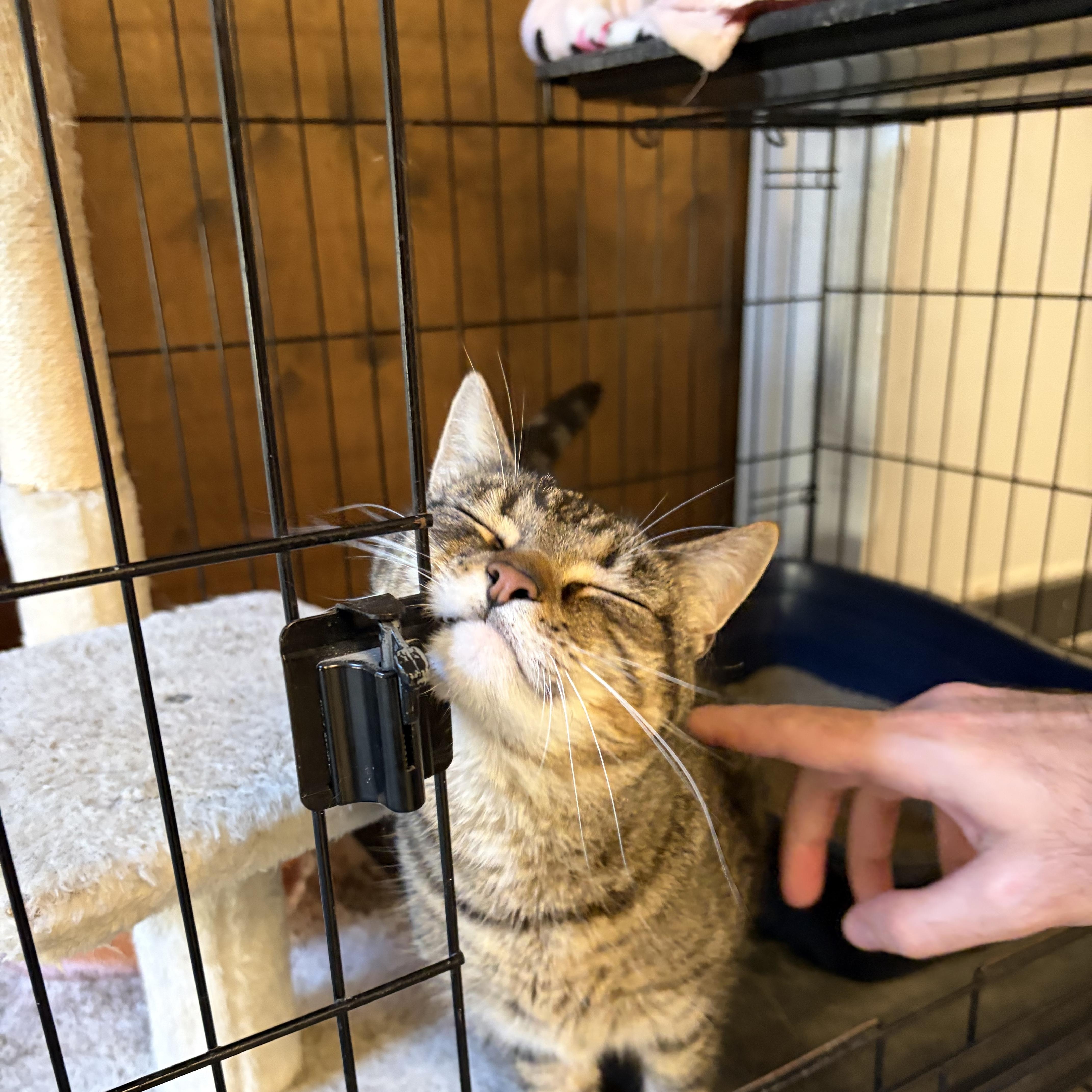 Caddie, a ADOPTABLE Domestic Short Hair in Muncie, IN image 2/5