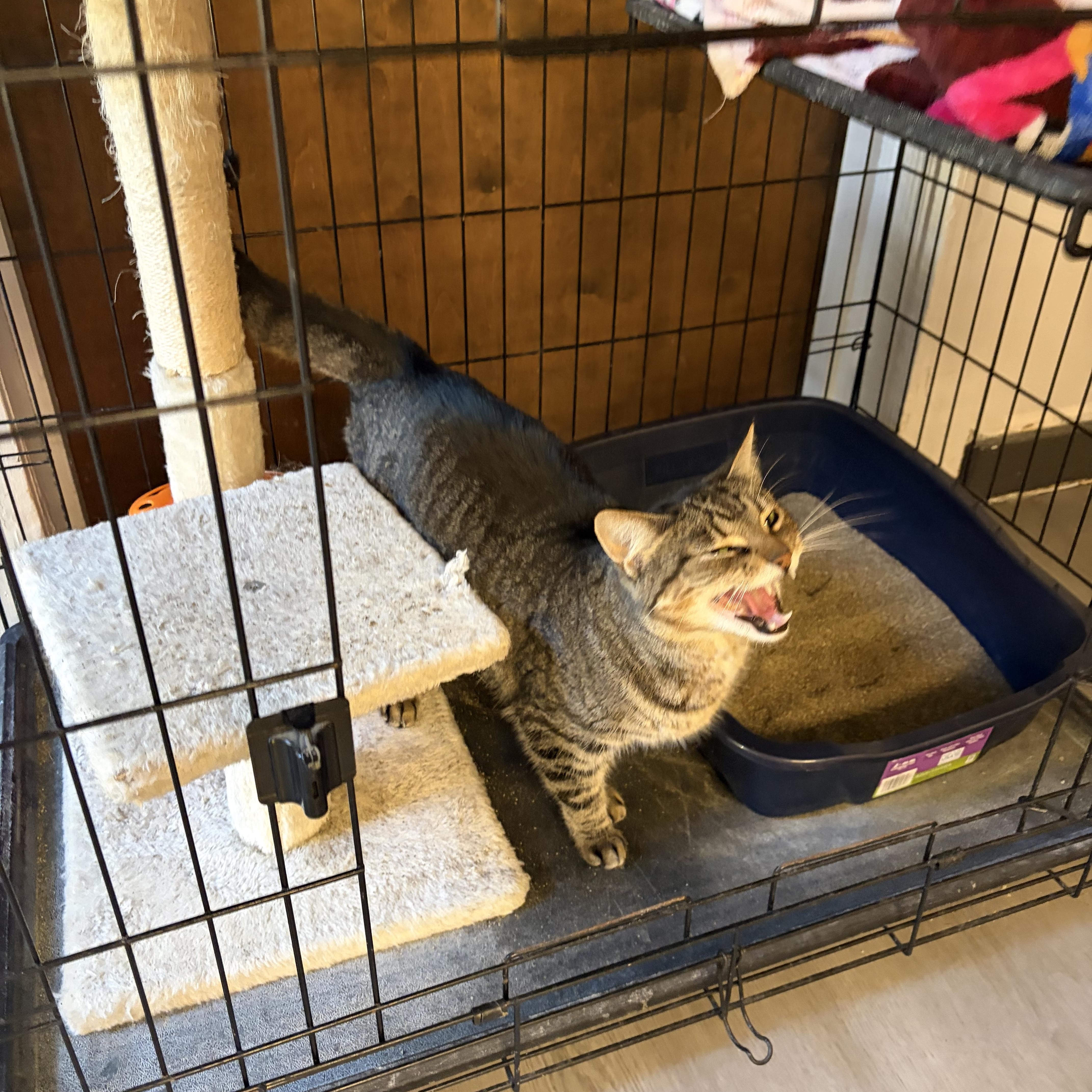 Caddie, a ADOPTABLE Domestic Short Hair in Muncie, IN image 3/5