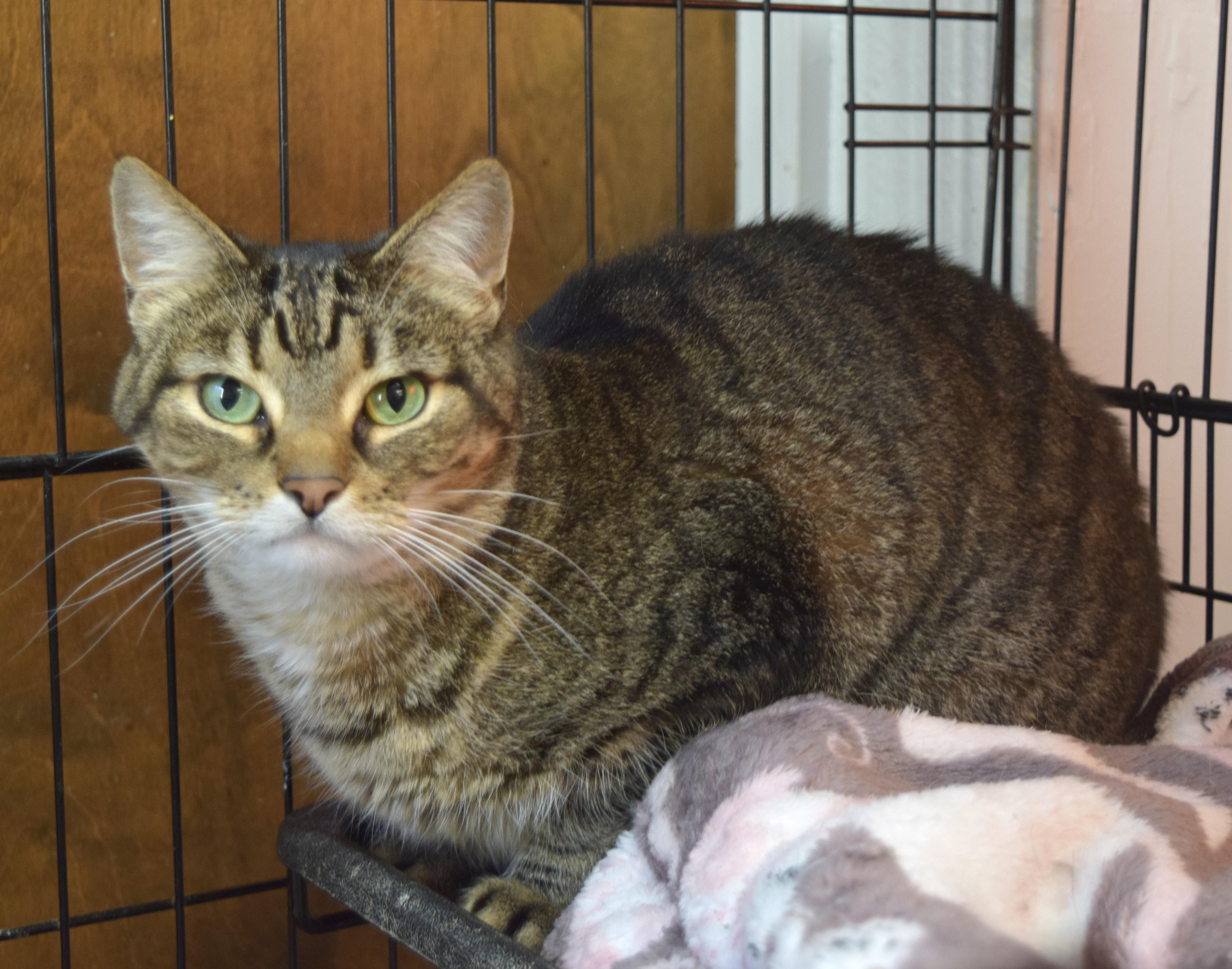 Caddie, ADOPTABLE, Adult Female Domestic Short Hair.