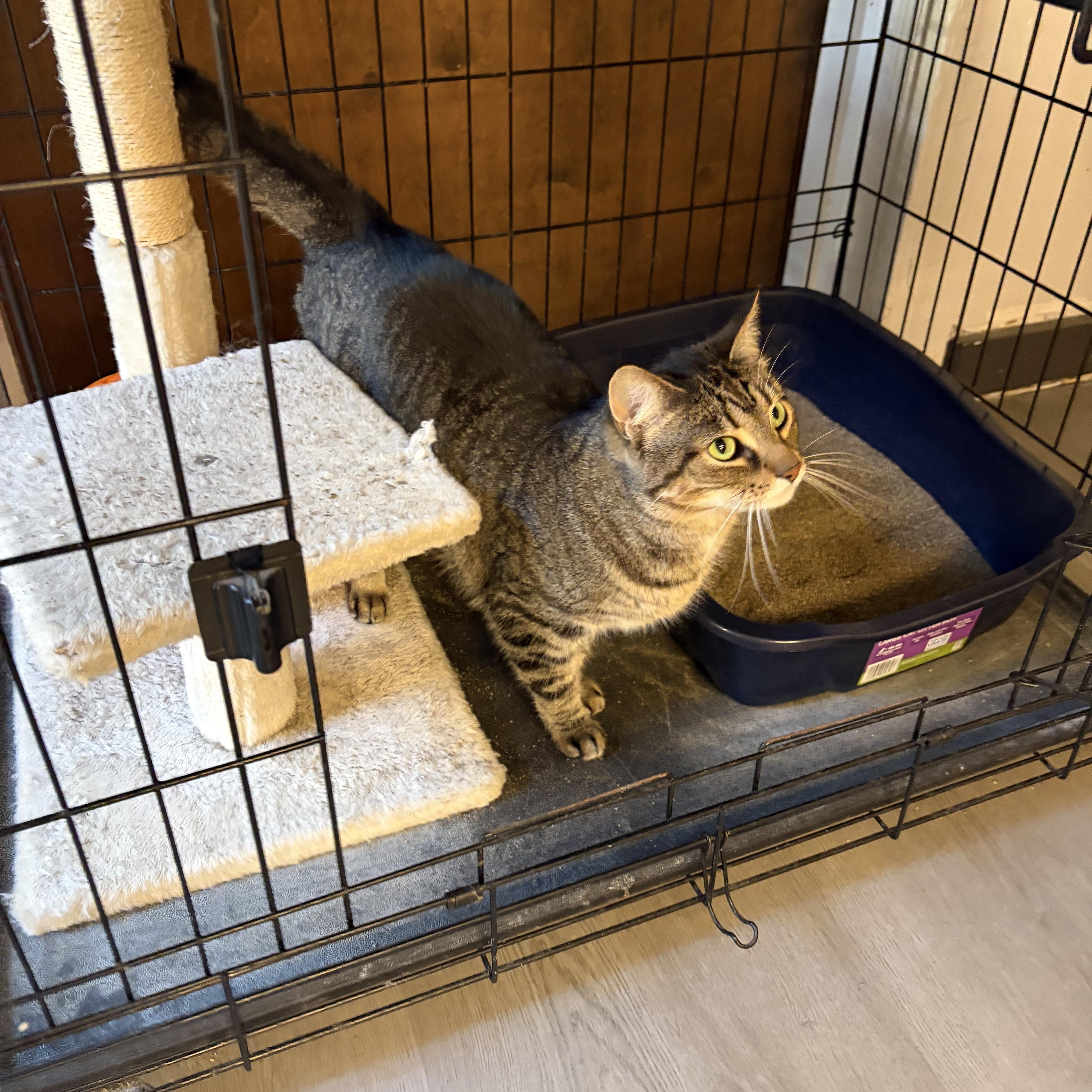 Caddie, a ADOPTABLE Domestic Short Hair in Muncie, IN image 4/5