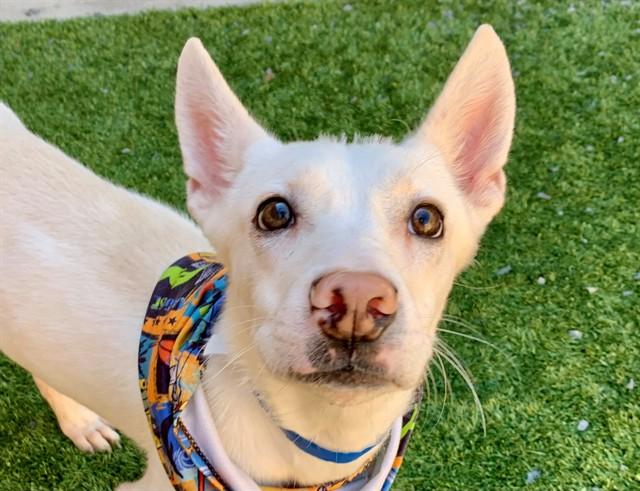 BUSTER, Adoptable, Young Male American Eskimo Dog & Mixed Breed.