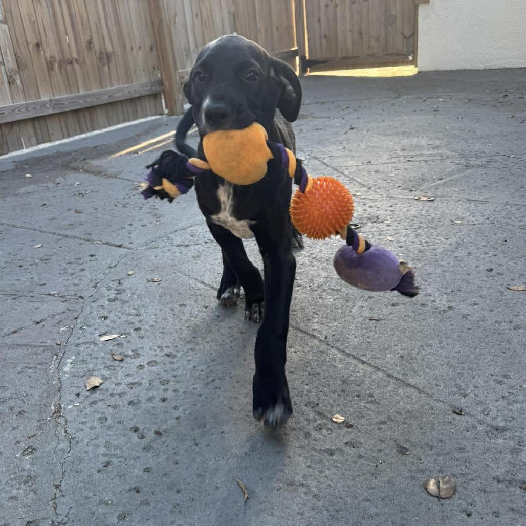 Enlarge Kitana, a Adoptable mixed breed in Seminole, FL image 1/6