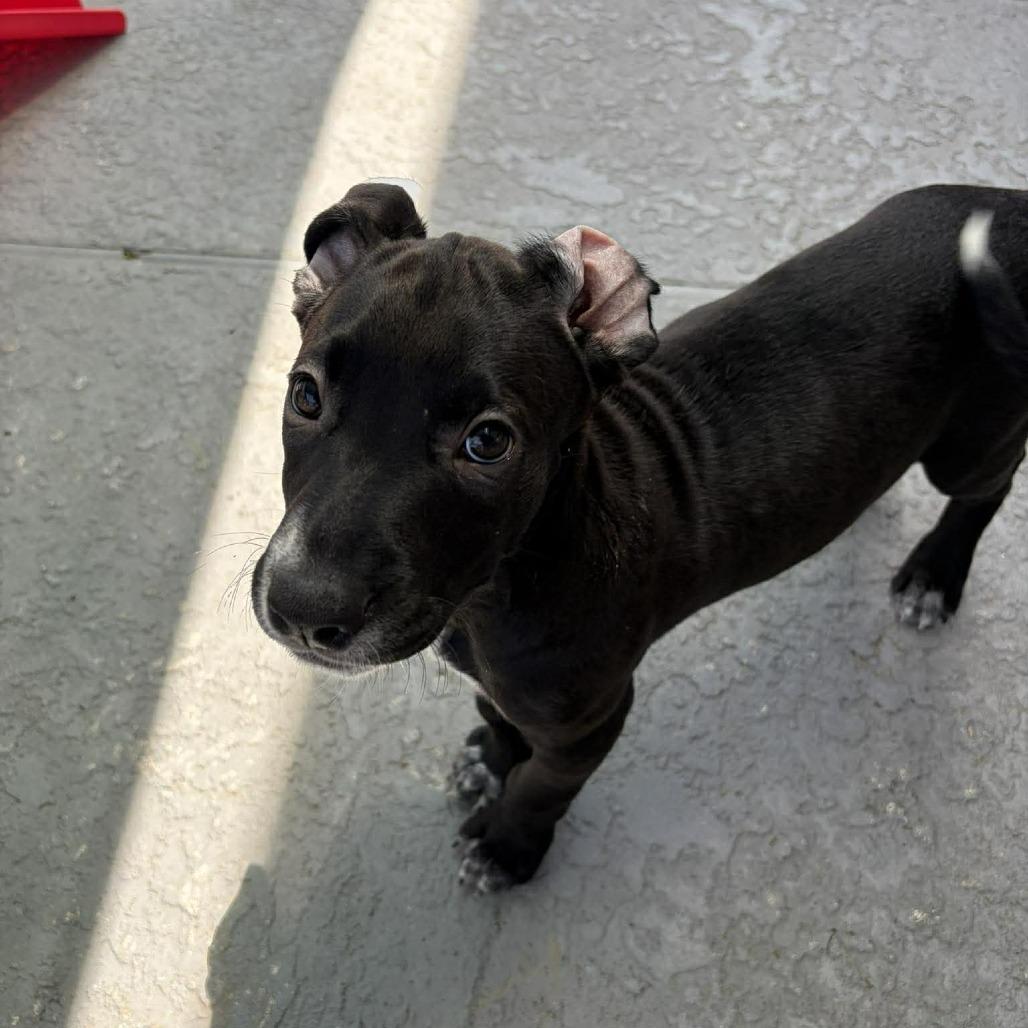 Enlarge Kitana, a Adoptable mixed breed in Seminole, FL image 2/6