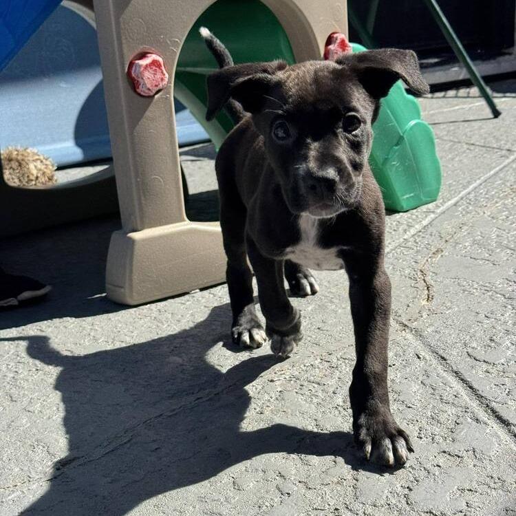 Enlarge Kitana, a Adoptable mixed breed in Seminole, FL image 3/6