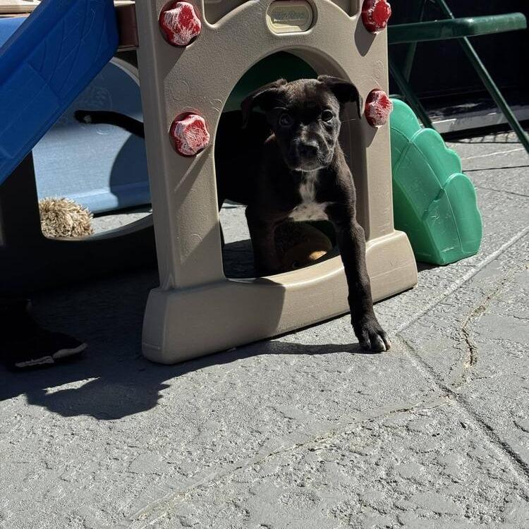 Enlarge Kitana, a Adoptable mixed breed in Seminole, FL image 4/6