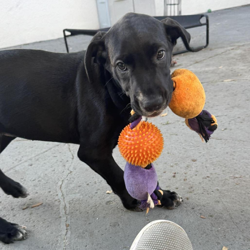 Enlarge Kitana, a Adoptable mixed breed in Seminole, FL image 5/6