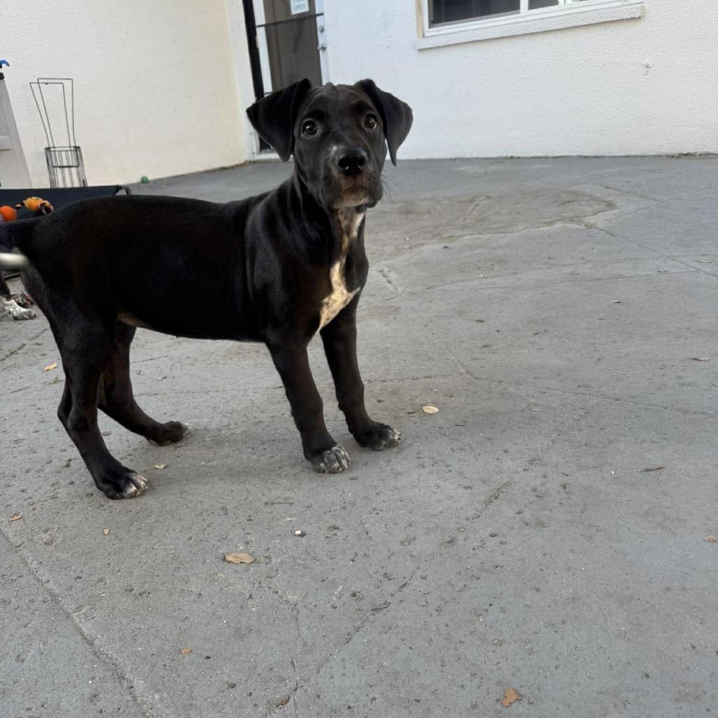 Enlarge Kitana, a Adoptable mixed breed in Seminole, FL image 6/6