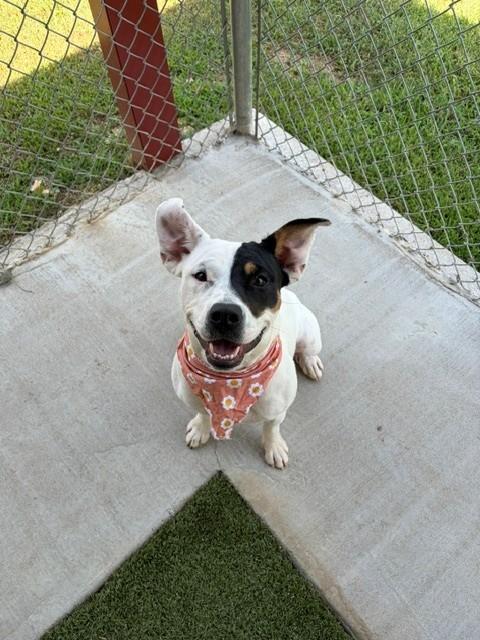 Izzy, a ADOPTABLE mixed breed in Fayetteville, AR image 5/5