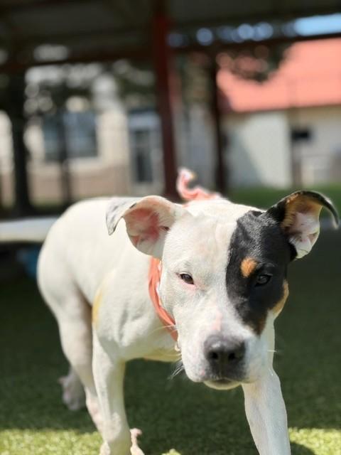 Izzy, a ADOPTABLE mixed breed in Fayetteville, AR image 4/5