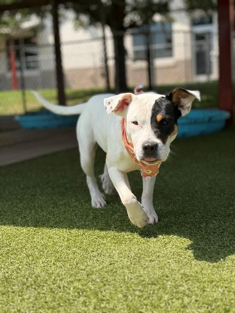Izzy, a ADOPTABLE mixed breed in Fayetteville, AR image 2/5
