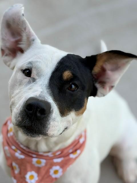 Izzy, ADOPTABLE, Adult Female Pit Bull Terrier.