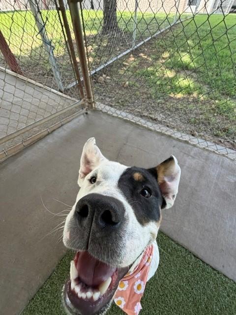 Izzy, a ADOPTABLE mixed breed in Fayetteville, AR image 3/5