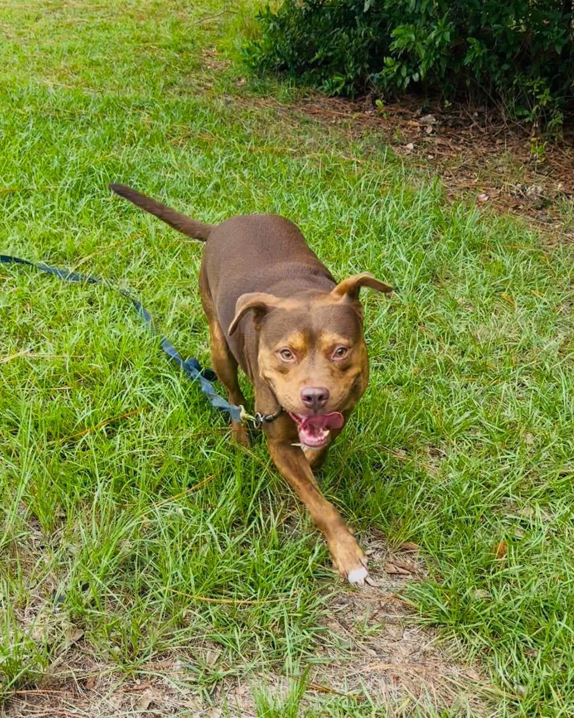 Osso, Adopted, Adult Male Mixed Breed.