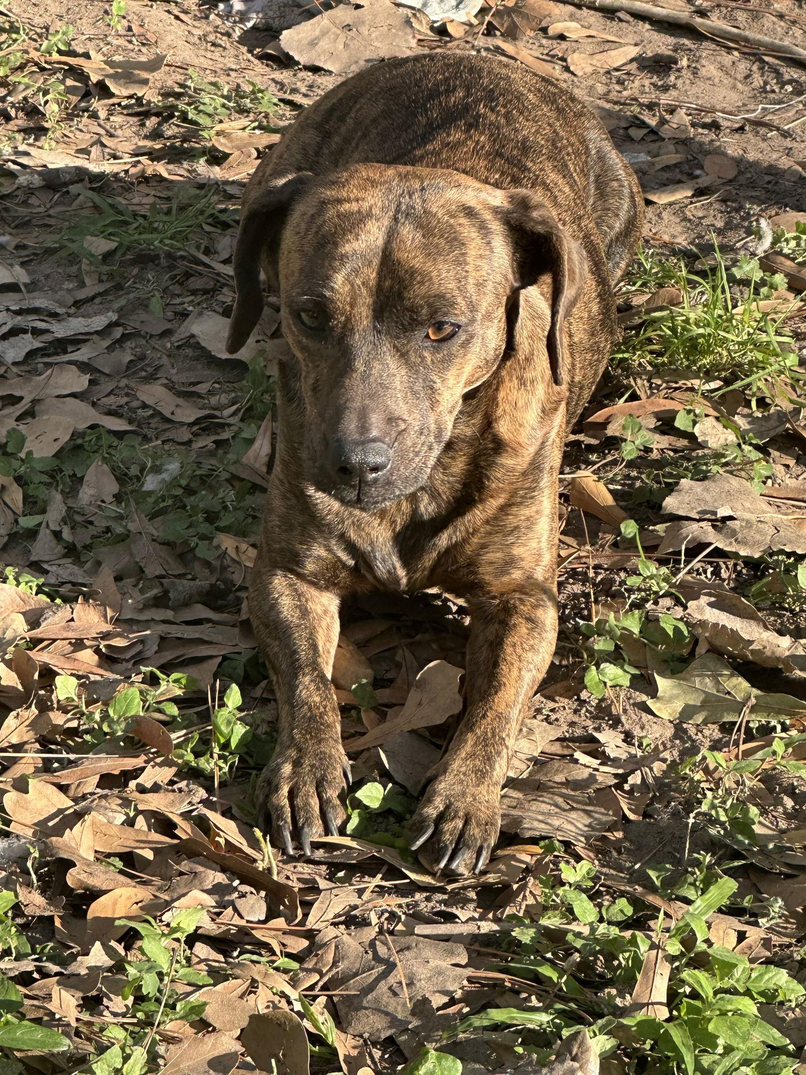 Enlarge Tiger Lily, a Adopted Dachshund in Pearland, TX image 1/3