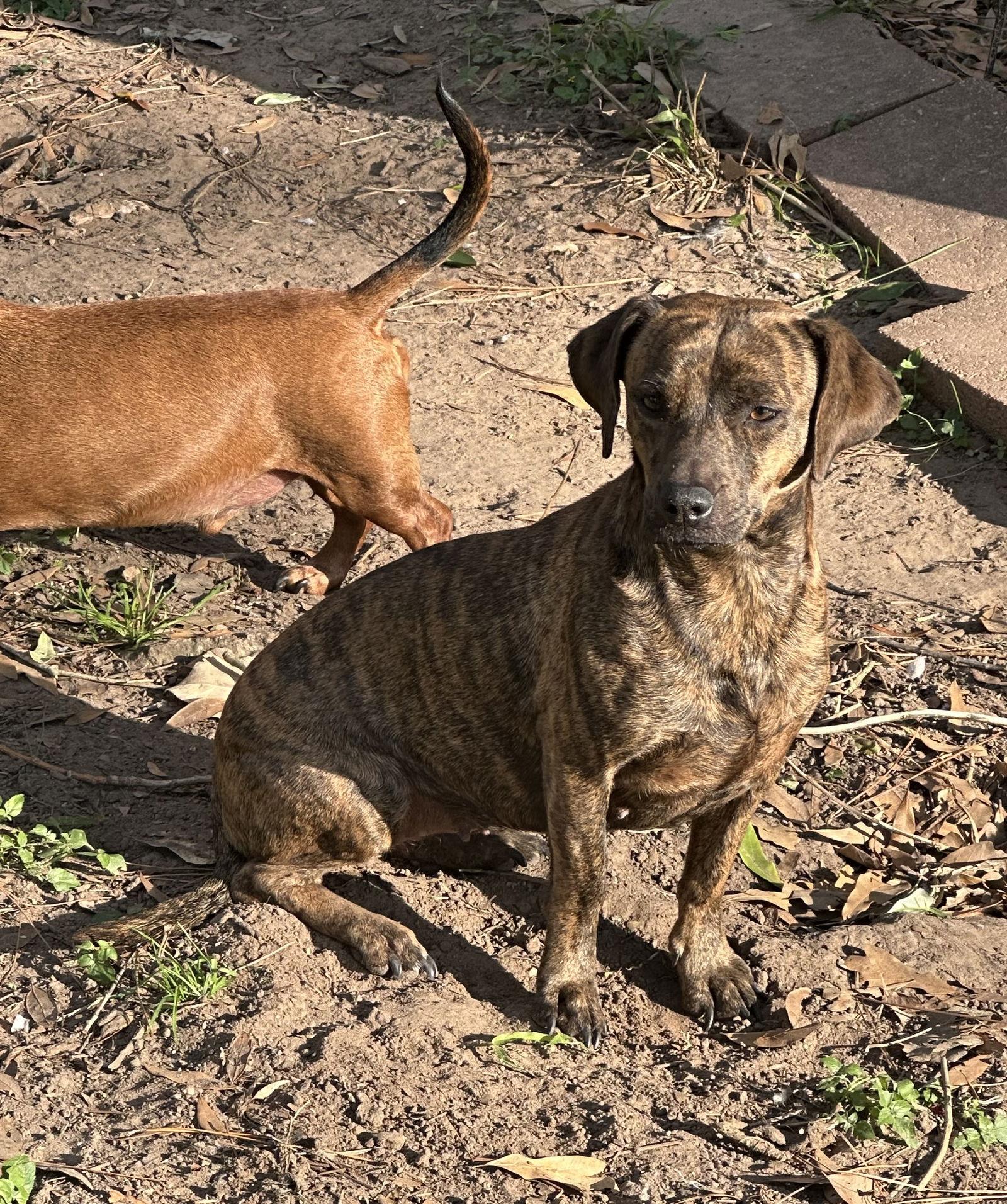 Enlarge Tiger Lily, a Adopted Dachshund in Pearland, TX image 3/3
