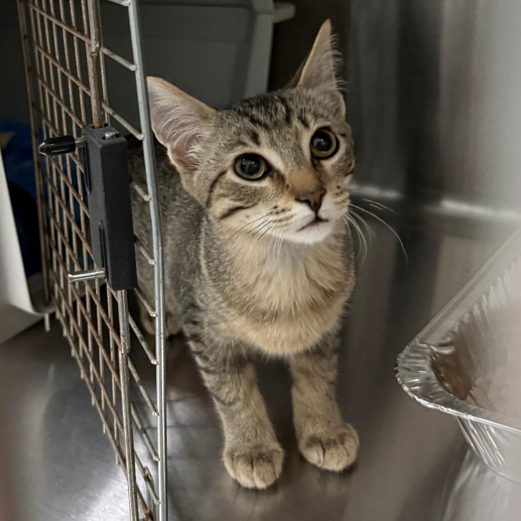 Enlarge Noodle, an adoptable Domestic Short Hair in Parkland, FL image 4/4
