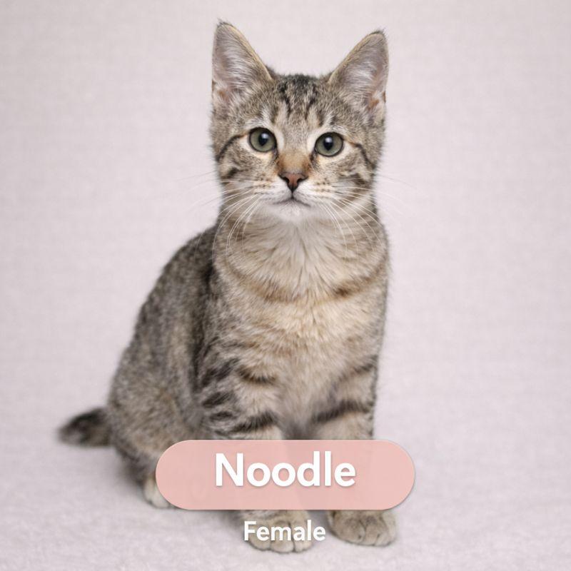 Noodle, adoptable, Young Female Domestic Short Hair.