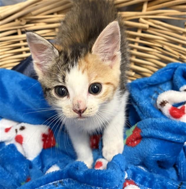 Enlarge STARSCREAM, a Adoptable Domestic Short Hair in Rosenberg, TX image 1/1