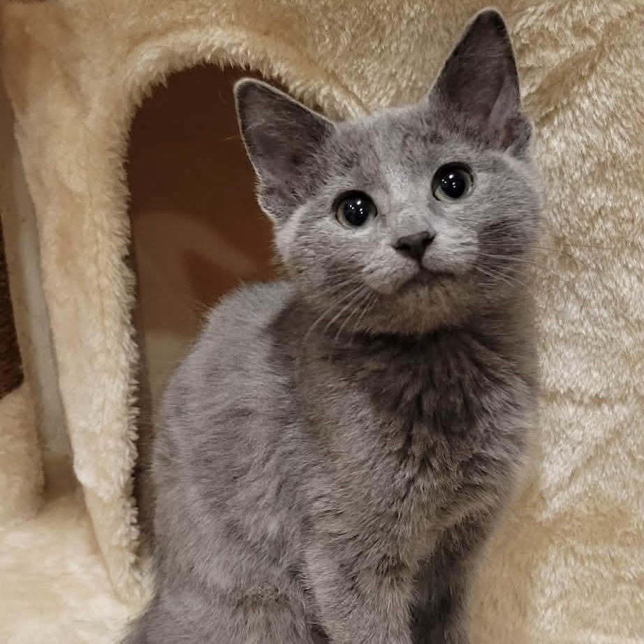 Taya, adopted, Kitten Female Domestic Short Hair.