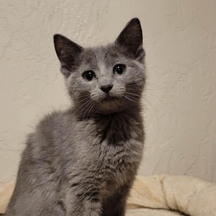 Enlarge Taya, an adopted mixed breed in Greensburg, PA image 2/4