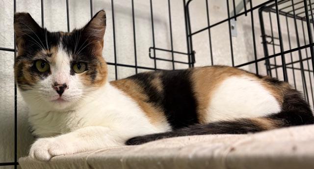 Enlarge kallie, a ADOPTABLE Calico in Jackson, CA image 1/2