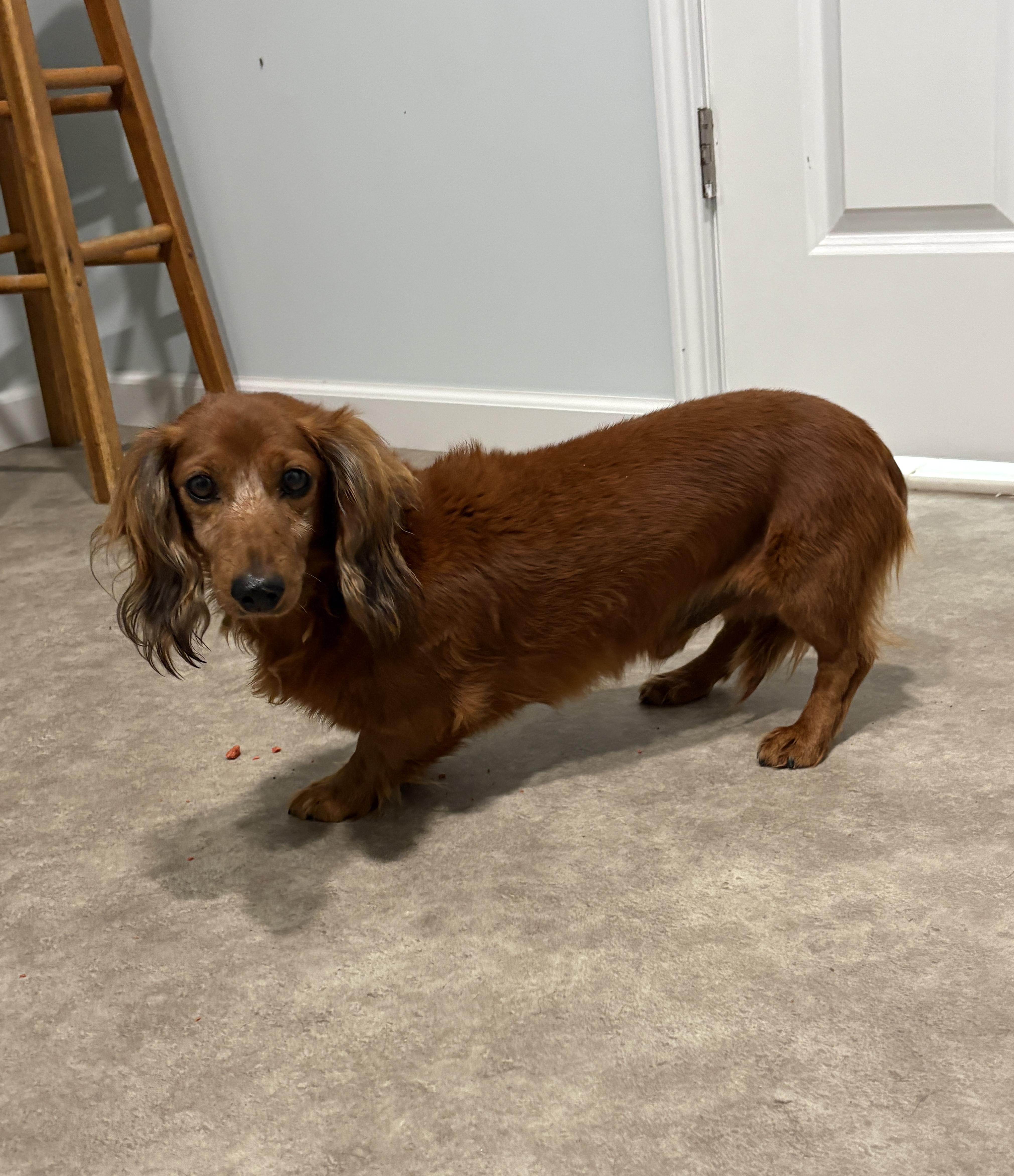Enlarge Doc, a Adoptable Dachshund (Miniature Long Haired) in Grant, NE image 4/4