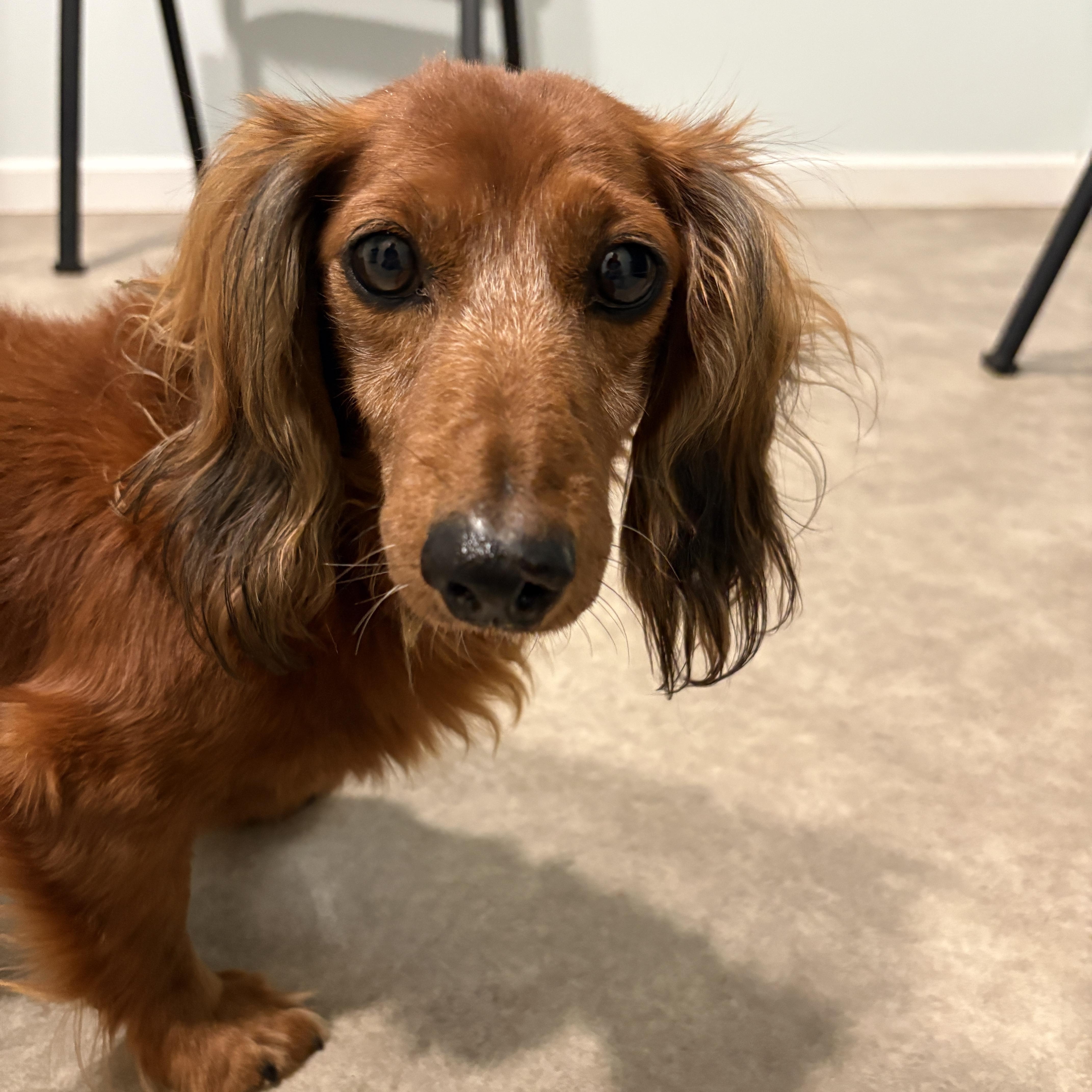 Enlarge Doc, a Adoptable Dachshund (Miniature Long Haired) in Grant, NE image 3/4